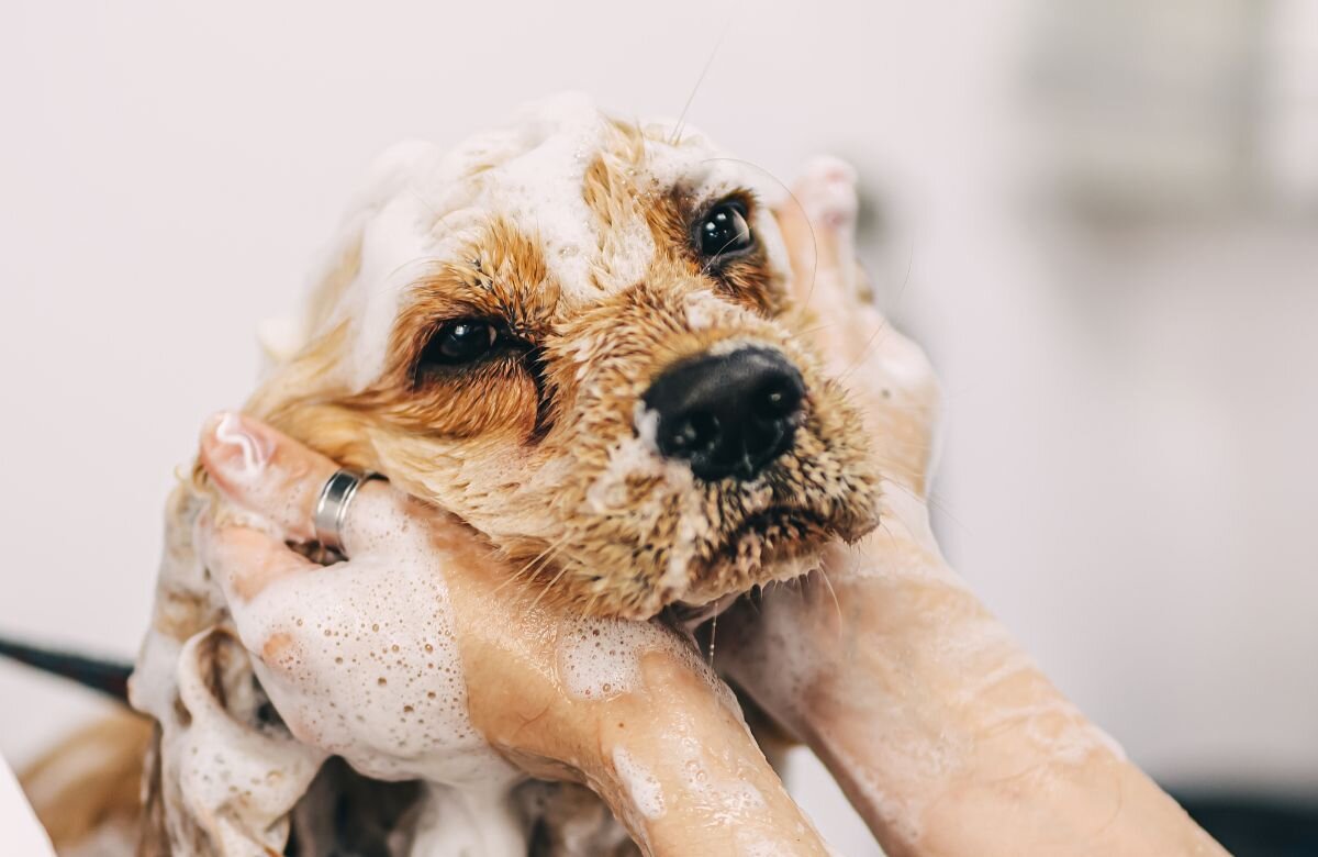 Можно мыть собаку человеческим шампунем. Собака моется. Собачье Spa. Моют собаку на белом фоне. Можно ли мыть собаку человеческим шампунем.