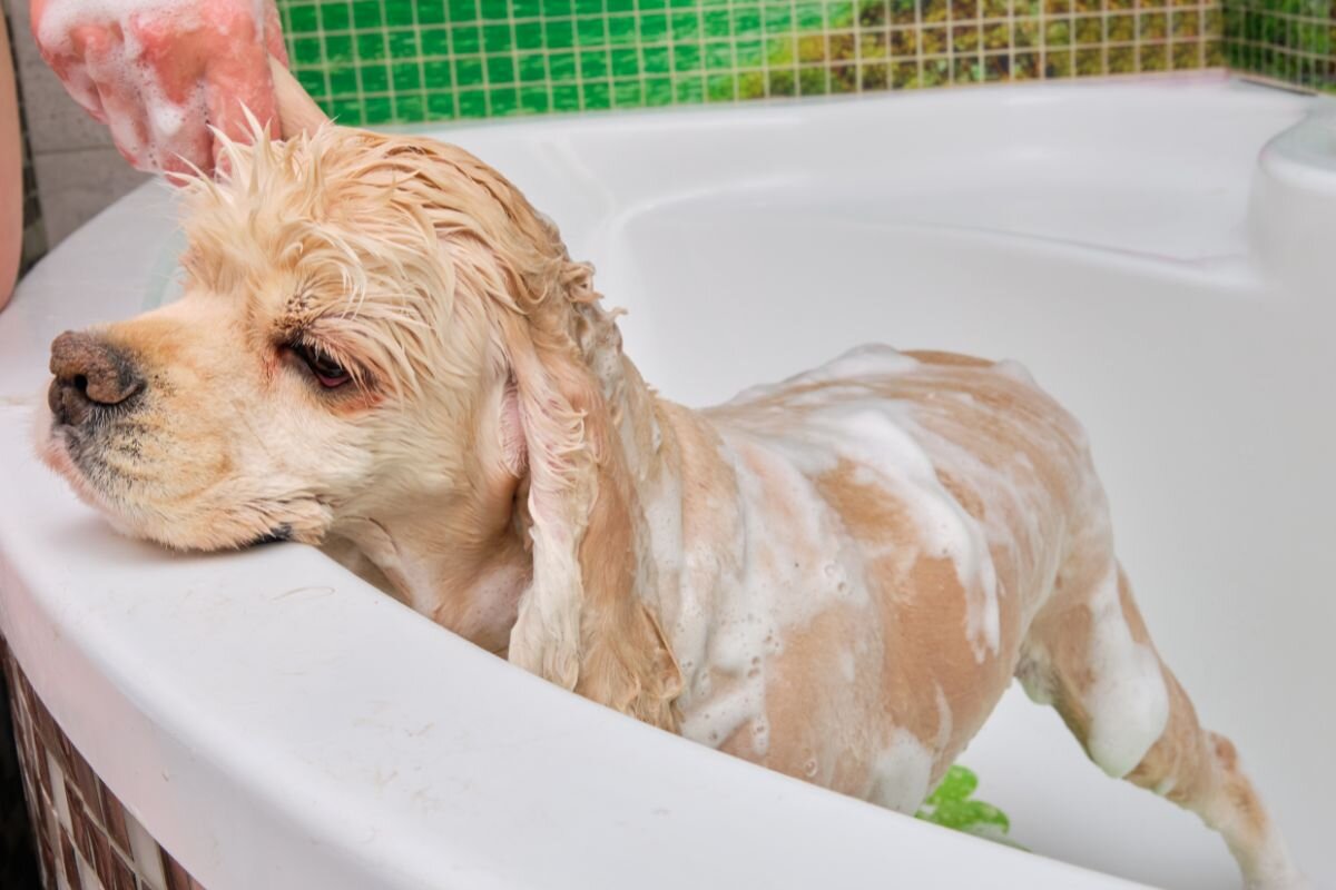 Можно мыть собаку человеческим шампунем