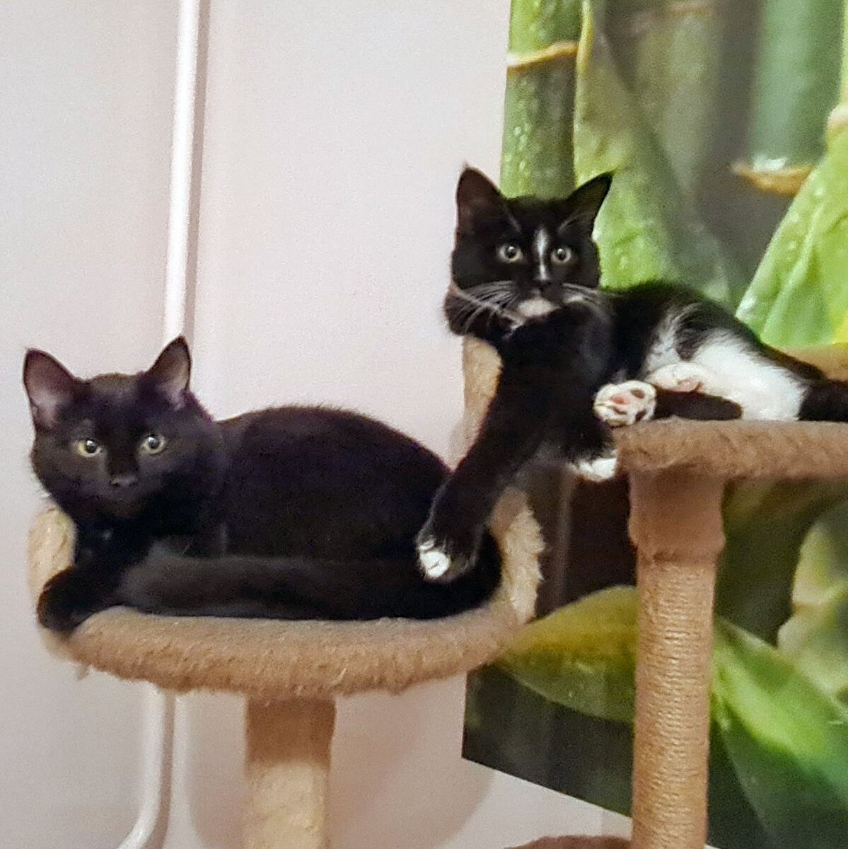 Гномик и Лучик. Ищут хозяев