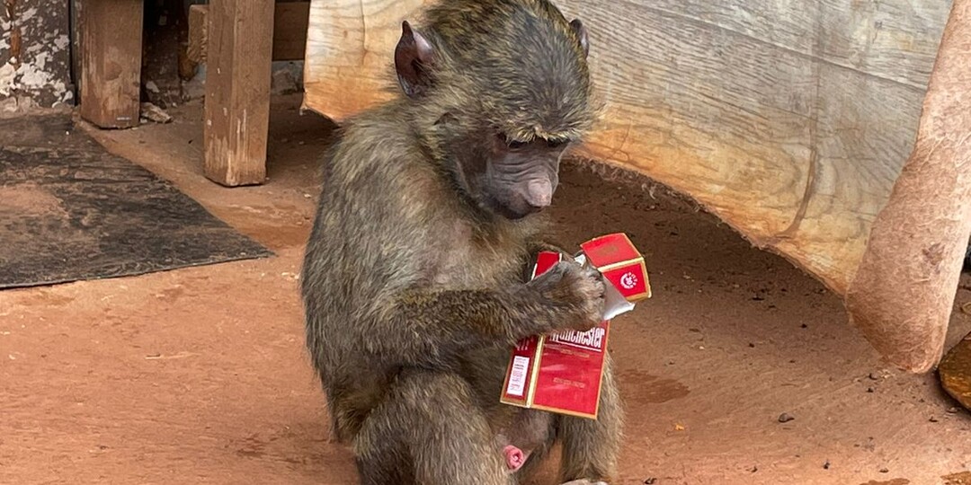 Для повышения рождаемости нужны наивность, гормоны и отсутствие контрацептивов