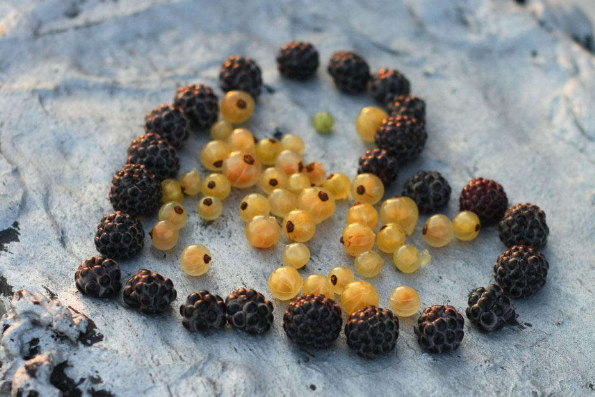 Ежевика - не стоит забывать о такой вкусной ягоде