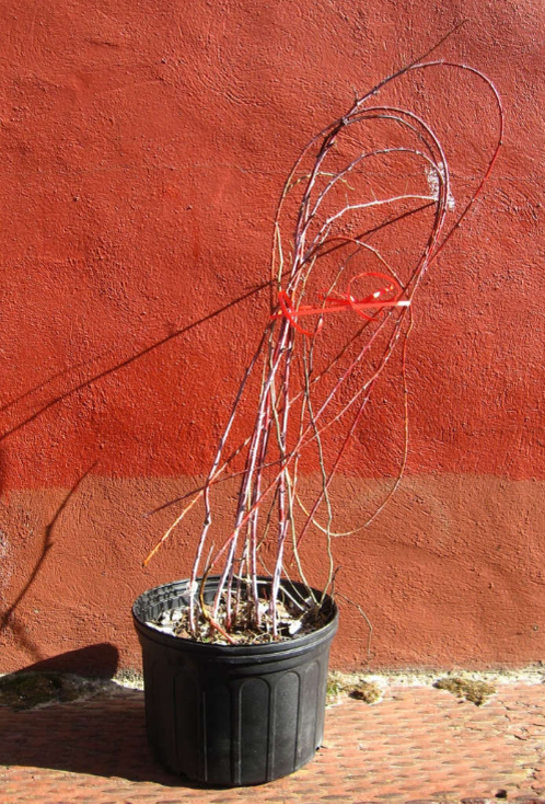 саженец ежевики  из  питомника