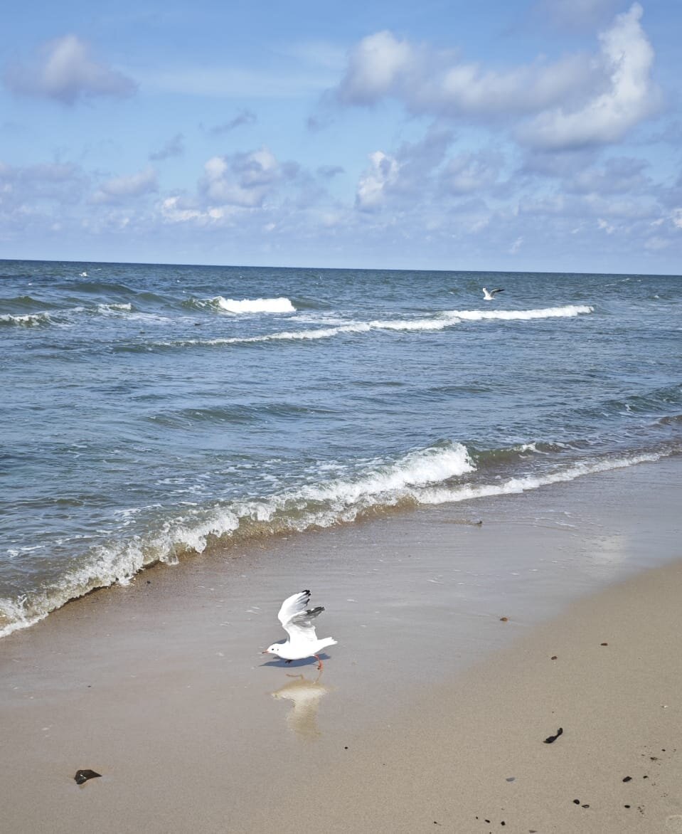 Пляж Зеленоградска