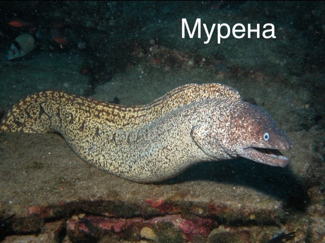 Фото позаимствовано из открытых источников, в целях ознакомления.