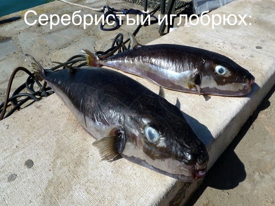 Фото позаимствовано из открытых источников, в целях ознакомления. 