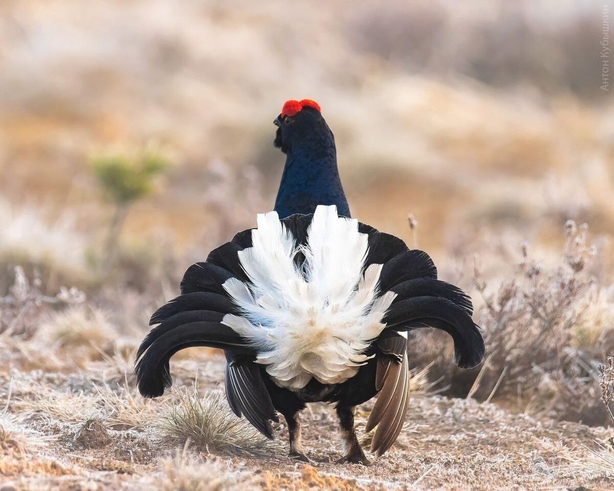 Извините, но у меня вот такое впечатление от игры Ричарда Армитиджа в момент встречи на вокзале. Понимаю, что надо бы поместить сюда кадр с Торнтоном, хоть в карусель. Но при просмотре я в этот момент зажмуриваюсь — и здесь рука не поднялась вставить фото.