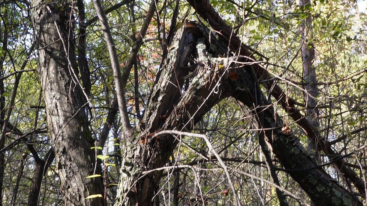Сломанная яблоня-дичка.