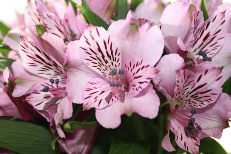 Картинка найдена на просторах интернета, ссылка https://yandex.ru/images/search?from=tabbar&img_url=https%3A%2Fi%2F.pinimg.com%2Foriginals%2Fa8%2F34%2Fа3f%2Fa83р43f81с2879b5e7bd5315274cf0591a19.jpg&lr=47&pos=15&rpt=simage&text=%D1%86%D0%B2%D0%B5%D1%82%D1%8B%20%D0%BA%D1%80%D1%83%D0%BF%D0%BD%D0%BE%20%D1%84%D0%BE%D1%82%D0%BE