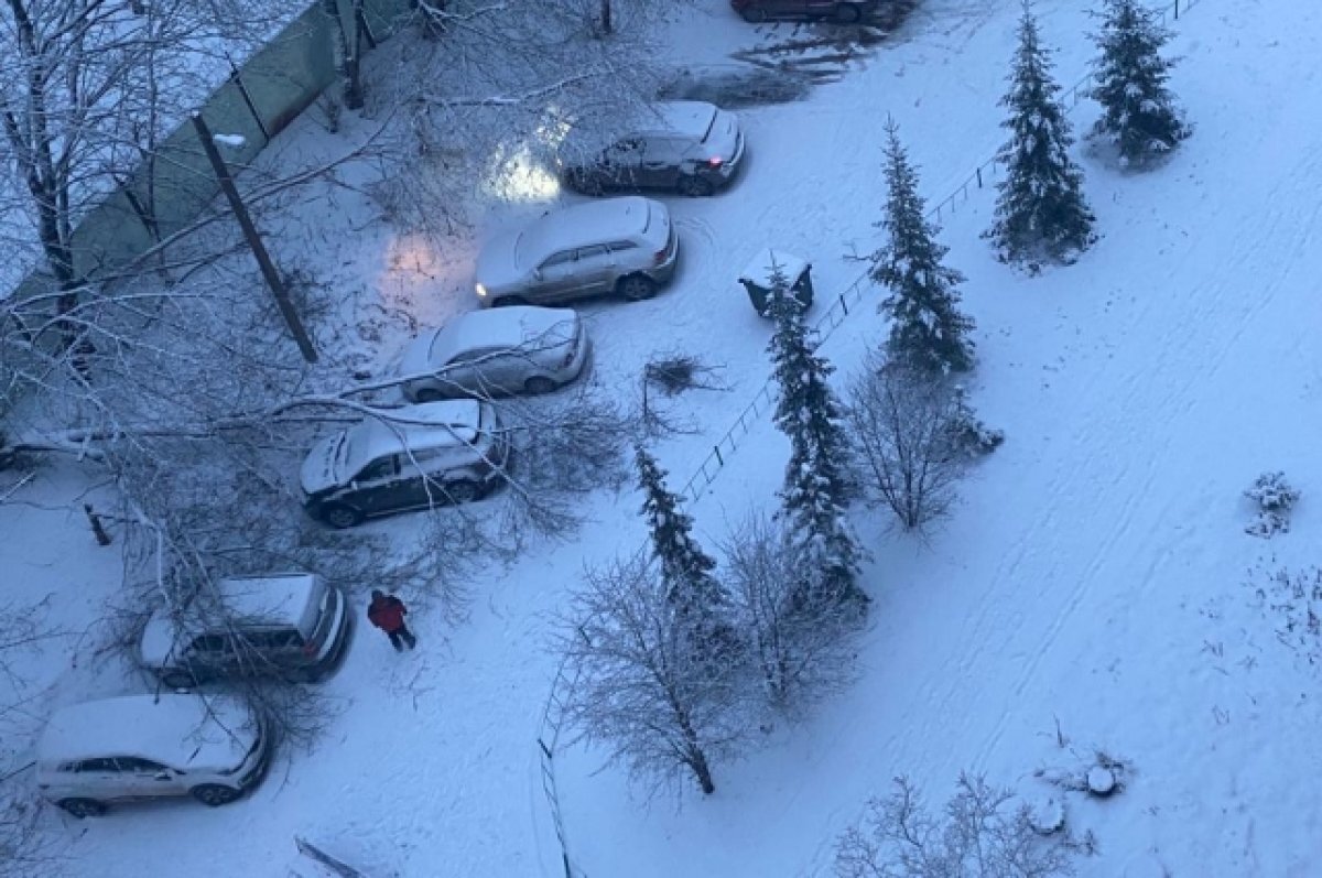 Во дворе дома на ул. Горбатова в Уфе дерево упало сразу на три машины | АиФ  – Уфа | Дзен