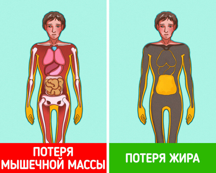 мышечная жировая масса