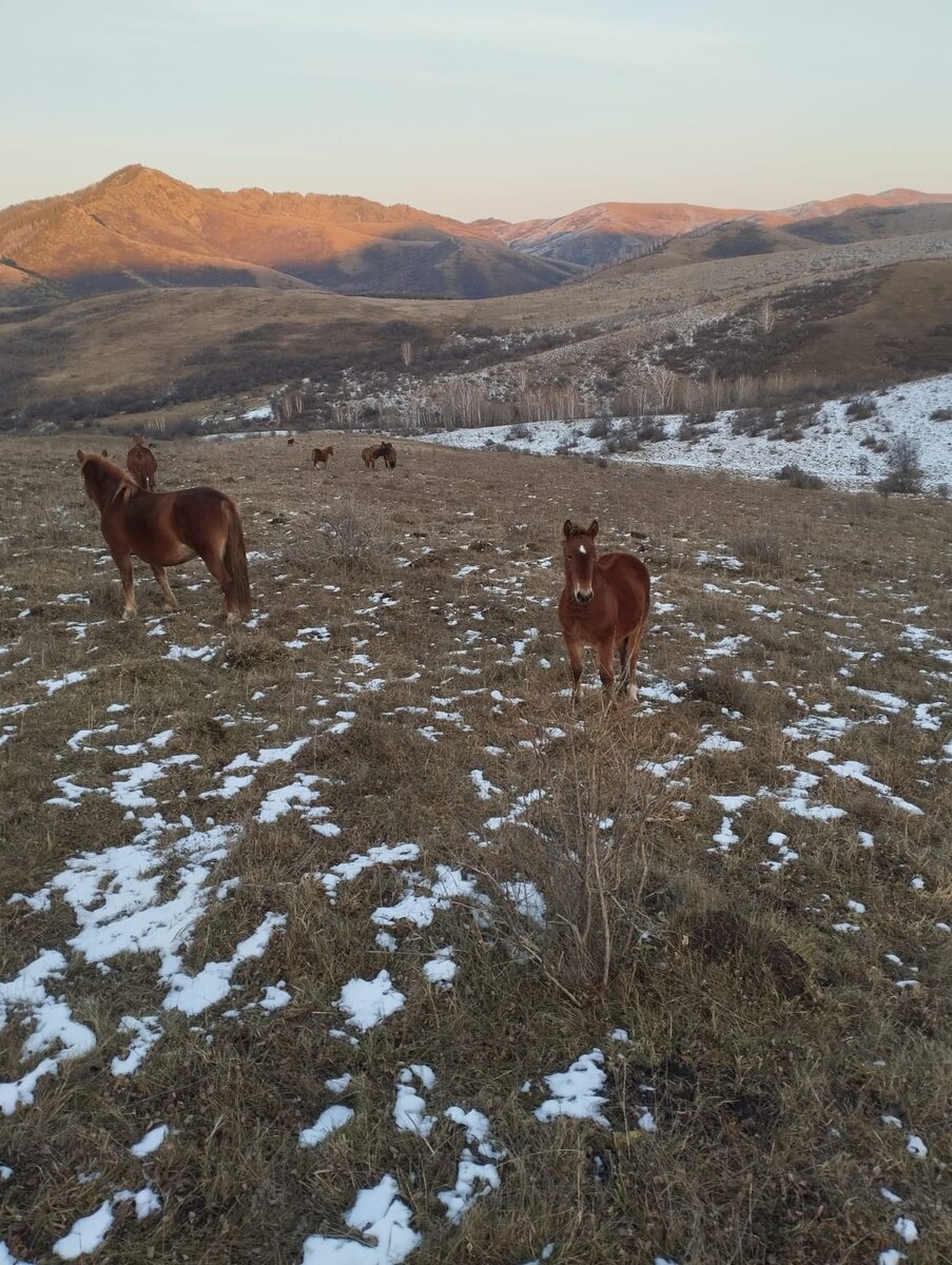Впереди под сопками, за косогором, моя родина-с. Усть_Тулатинка, Чарышского района, Алтайского края