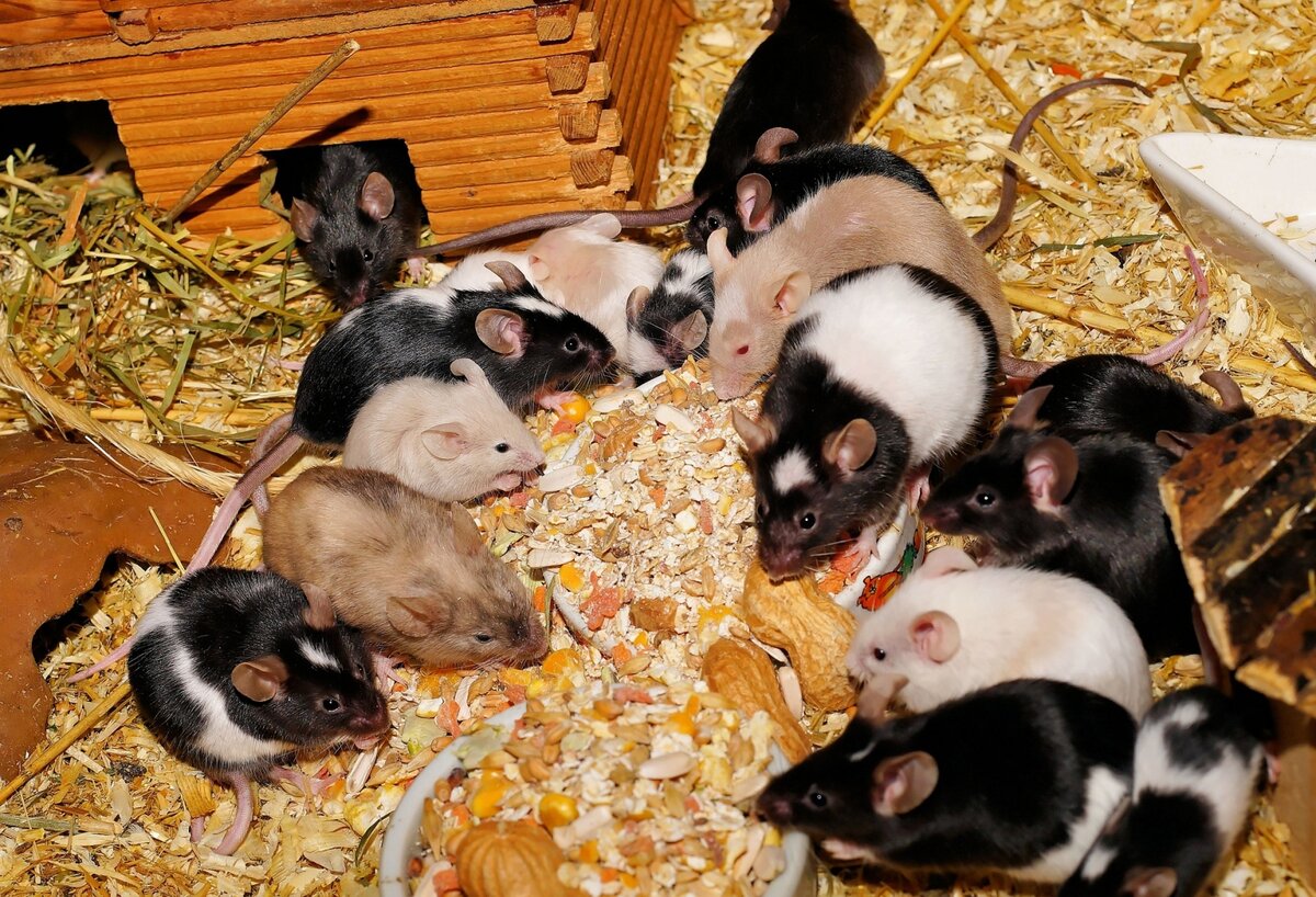    Мыши (cc) Kapa65