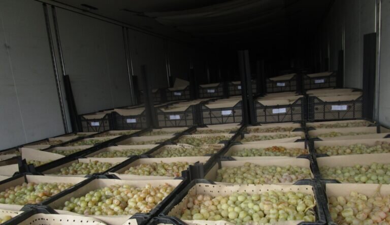    В Оренбуржье на складе обнаружили более 20 тонн зараженного винограда из Узбекистана Кристина Просвиркина