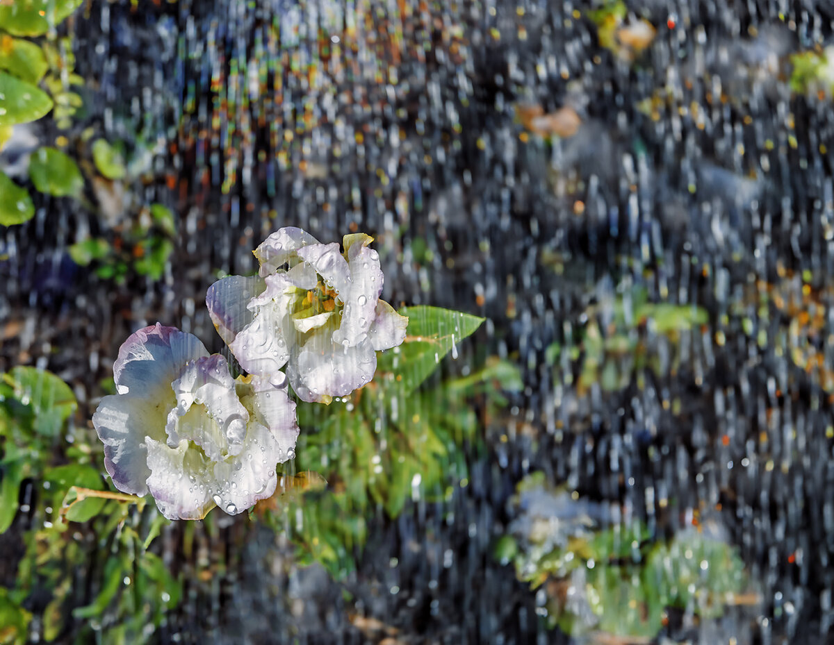 цветы с каплями дождя, чтобы добавить текстуры и объем к вашим снимкам.