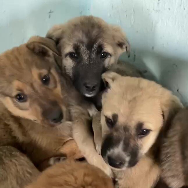 2. Изучайте породы