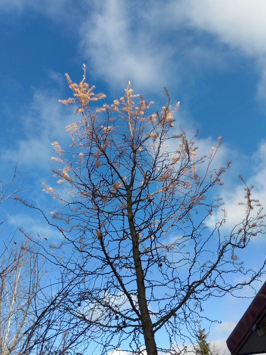 Цепляет облака перед очередной осенней обрезкой. Фото автора