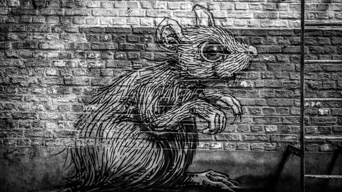     В Абакане жители многоквартирного дома на Некрасова жалуются на огромных крыс.