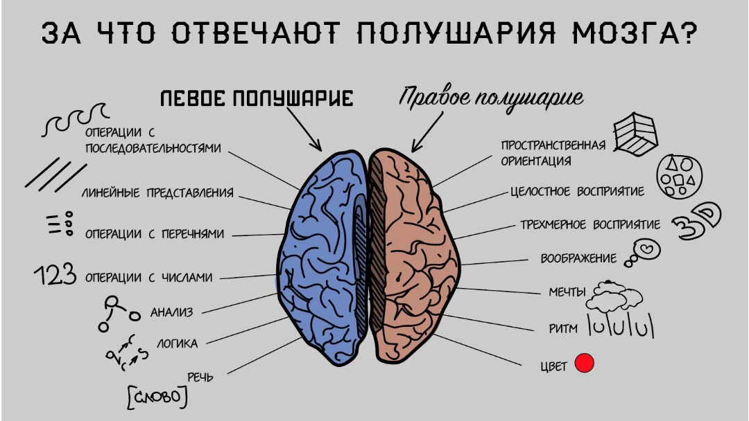 Левое полушарие мозга