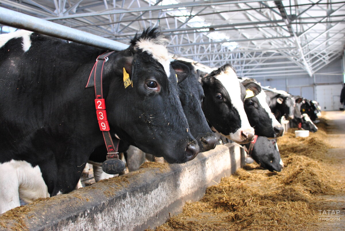 Татарстан в прошлом году произвел рекордное количество молока, достигнув рубежа в 2 млн тонн. Фото: © «Татар-информ»
