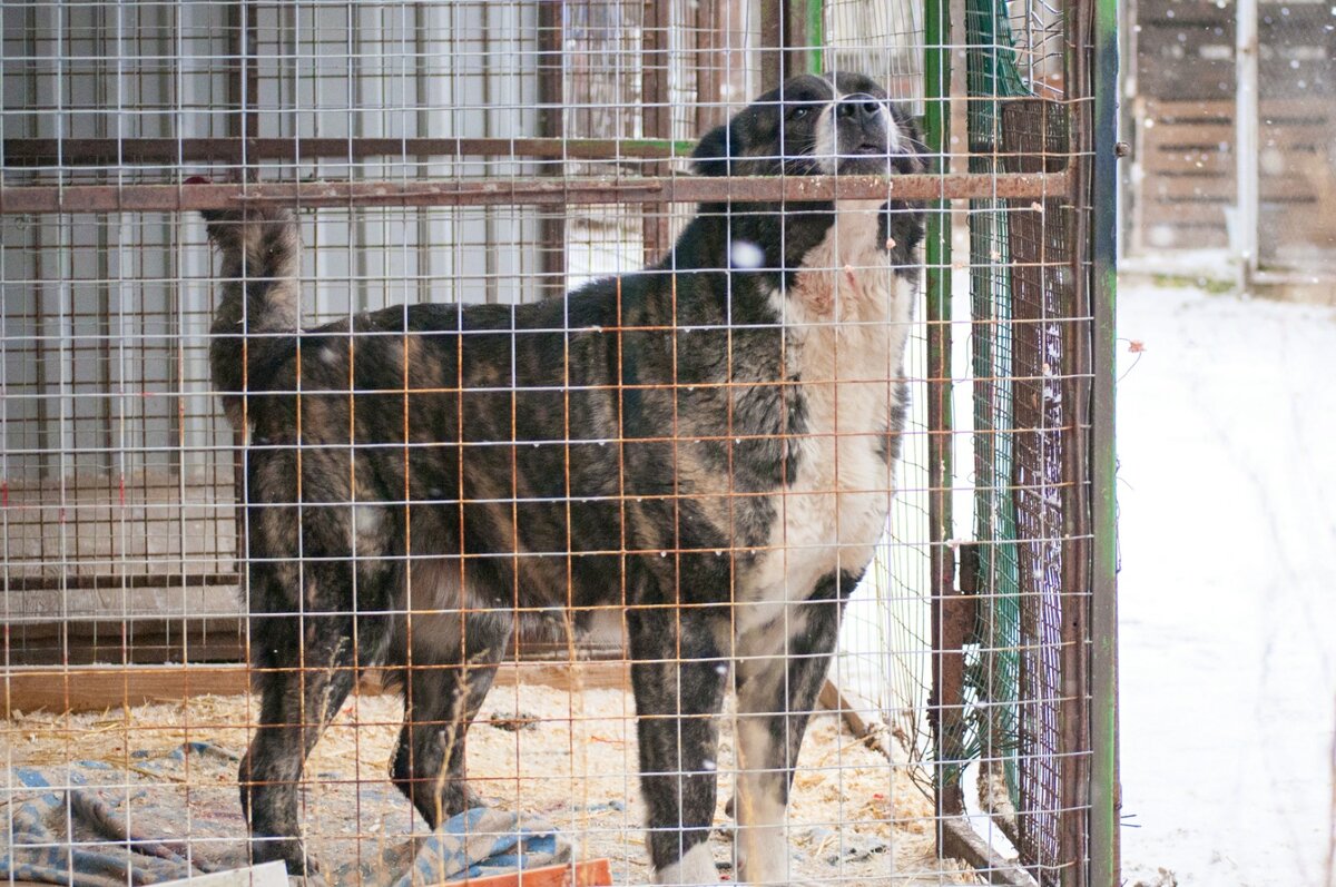 Разговор по душам большой собаки 