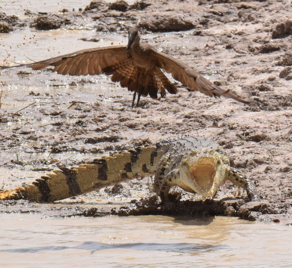 Когда застройщики оказались не самыми порядочными, в Африке их можно просто съесть.