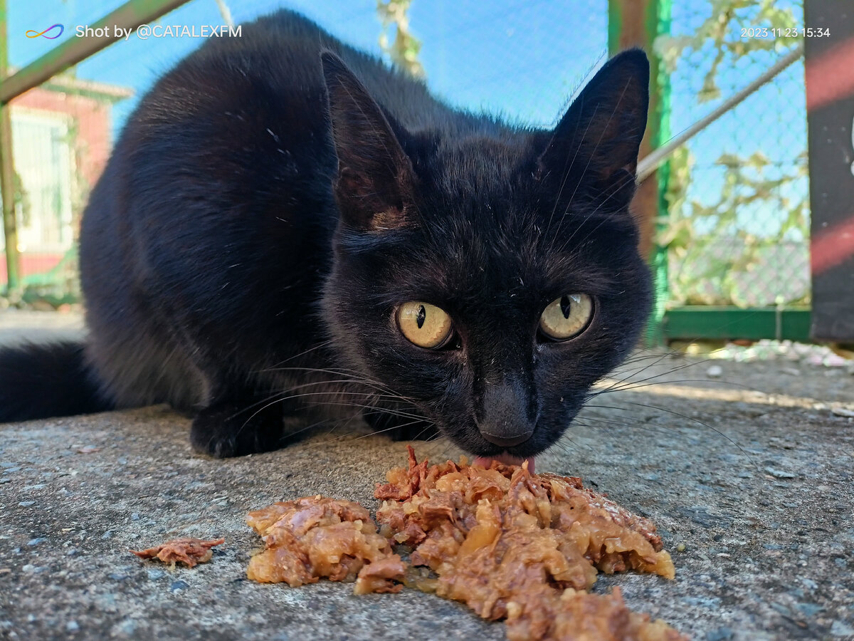 Кошка