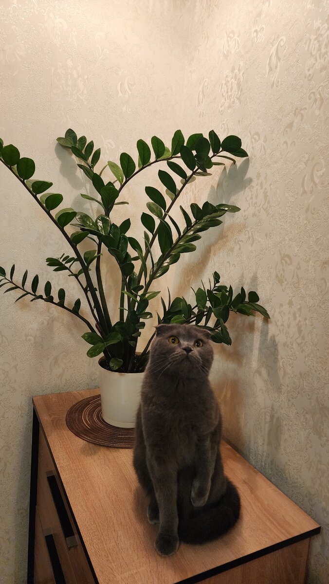 Оскар