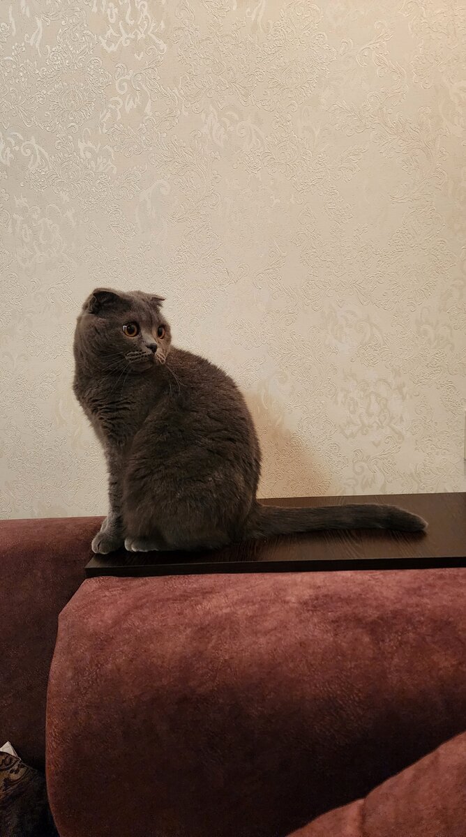 Грейси