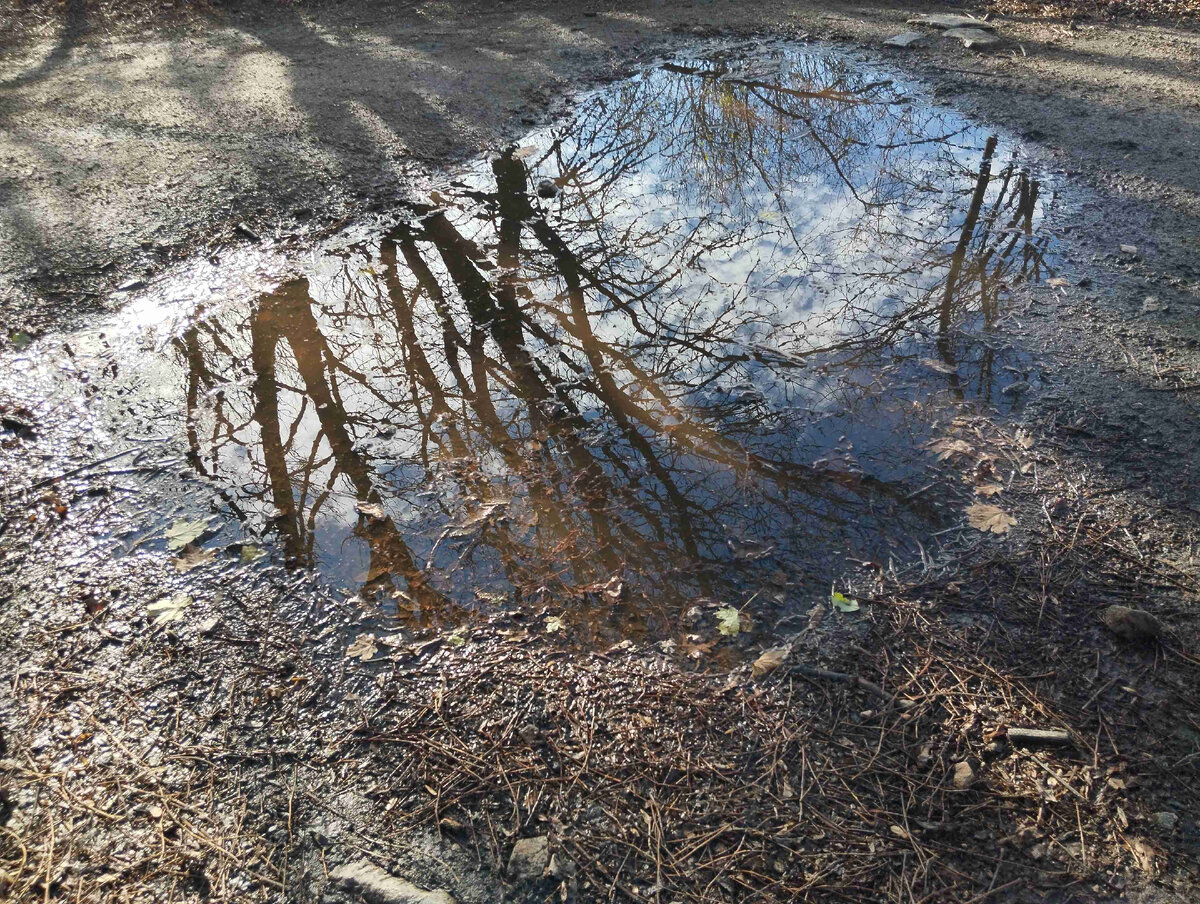 Из жизни луж