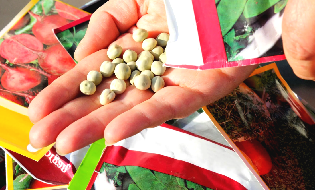 семена для посадки. какие семена лучше форум. семена различных растений. какие семена лучше форум. обжаренные семечки подсолнуха.