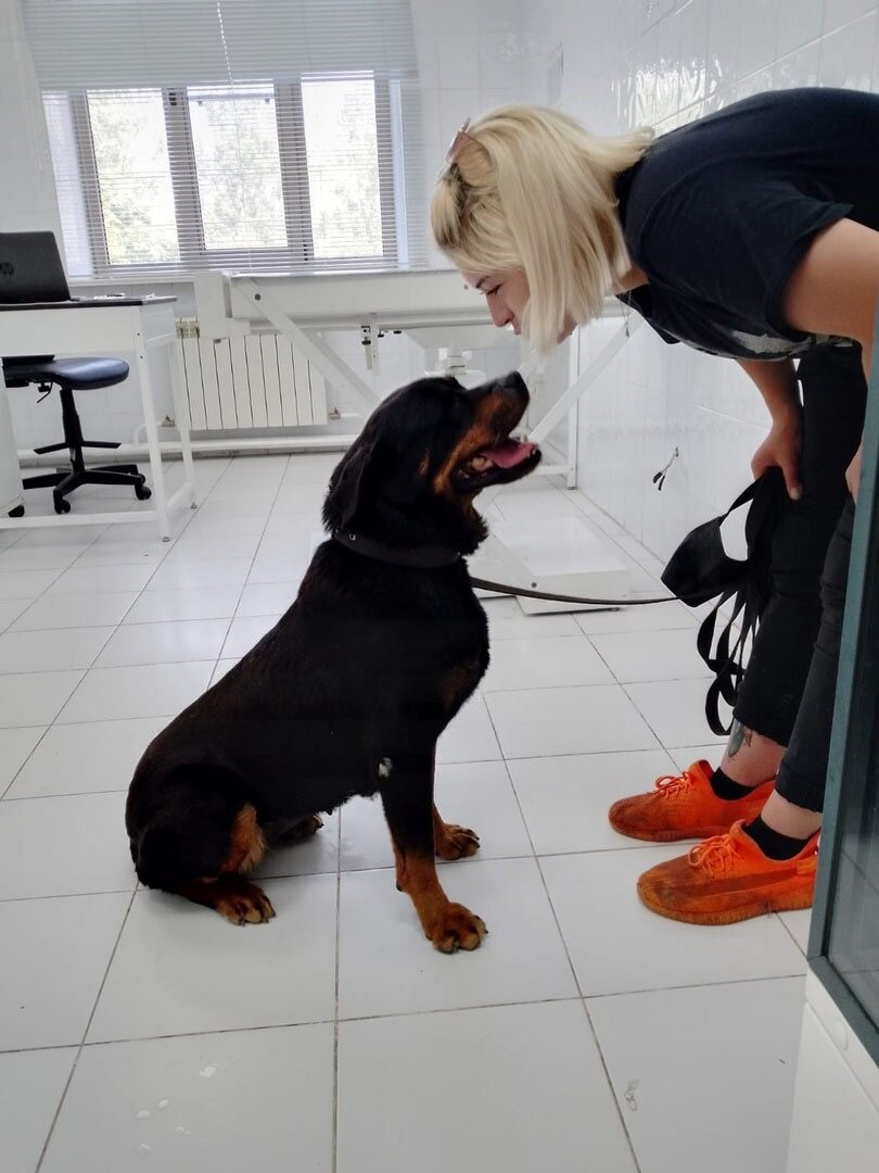В Казани родителям растерзанной ротвейлером 5-летней девочки запретили убивать пса