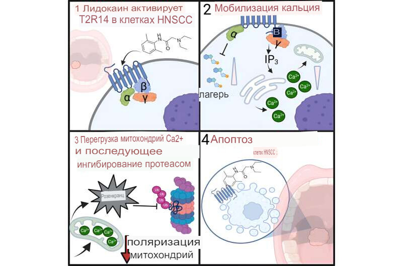 Cell Reports (2023). DOI: 10.1016/j.celrep.2023.113437