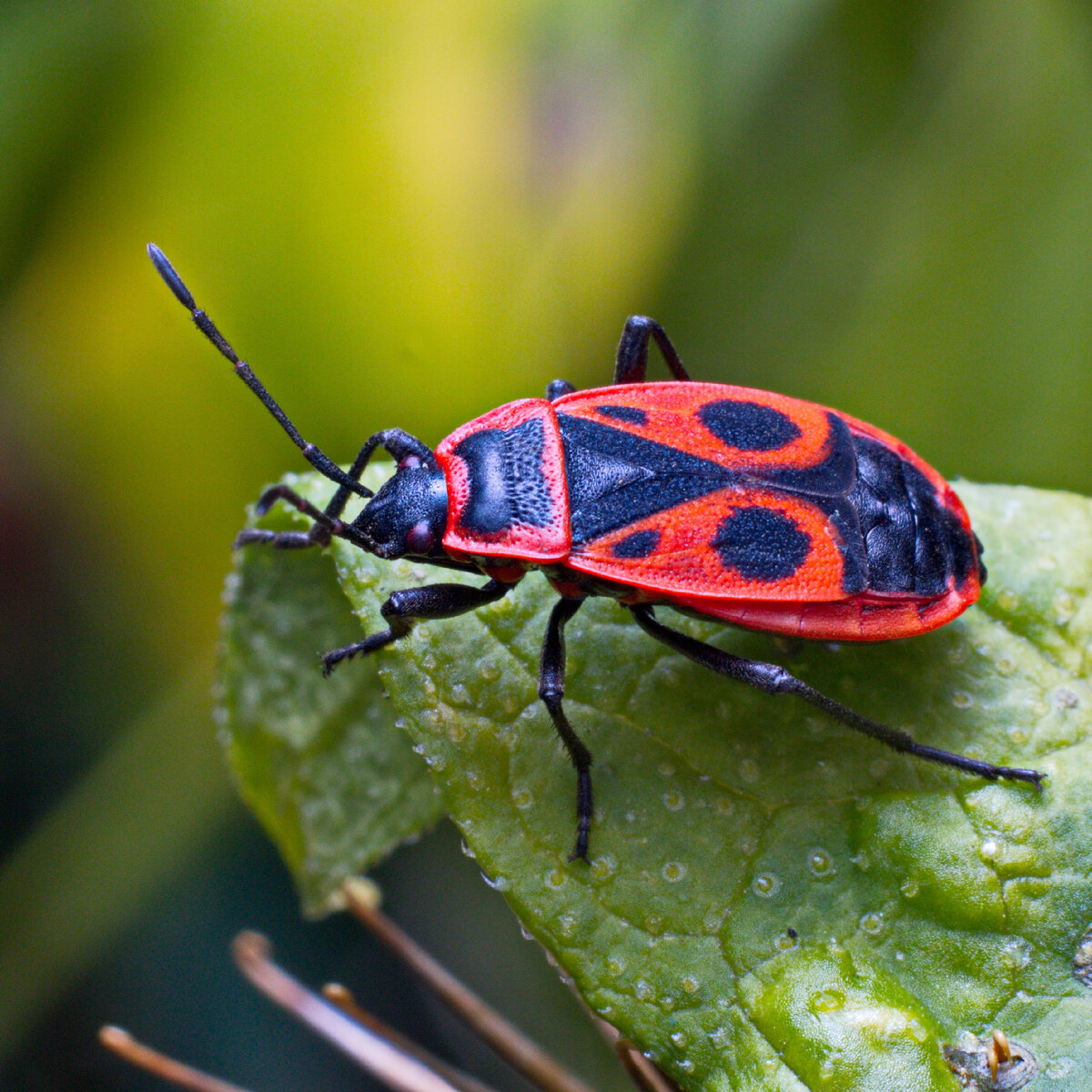 Клоп-солдатик Pyrrhocoris. Клоп-солдатик – Pyrrhocoris apterus. Красный клоп солдатик. Полевой клоп.