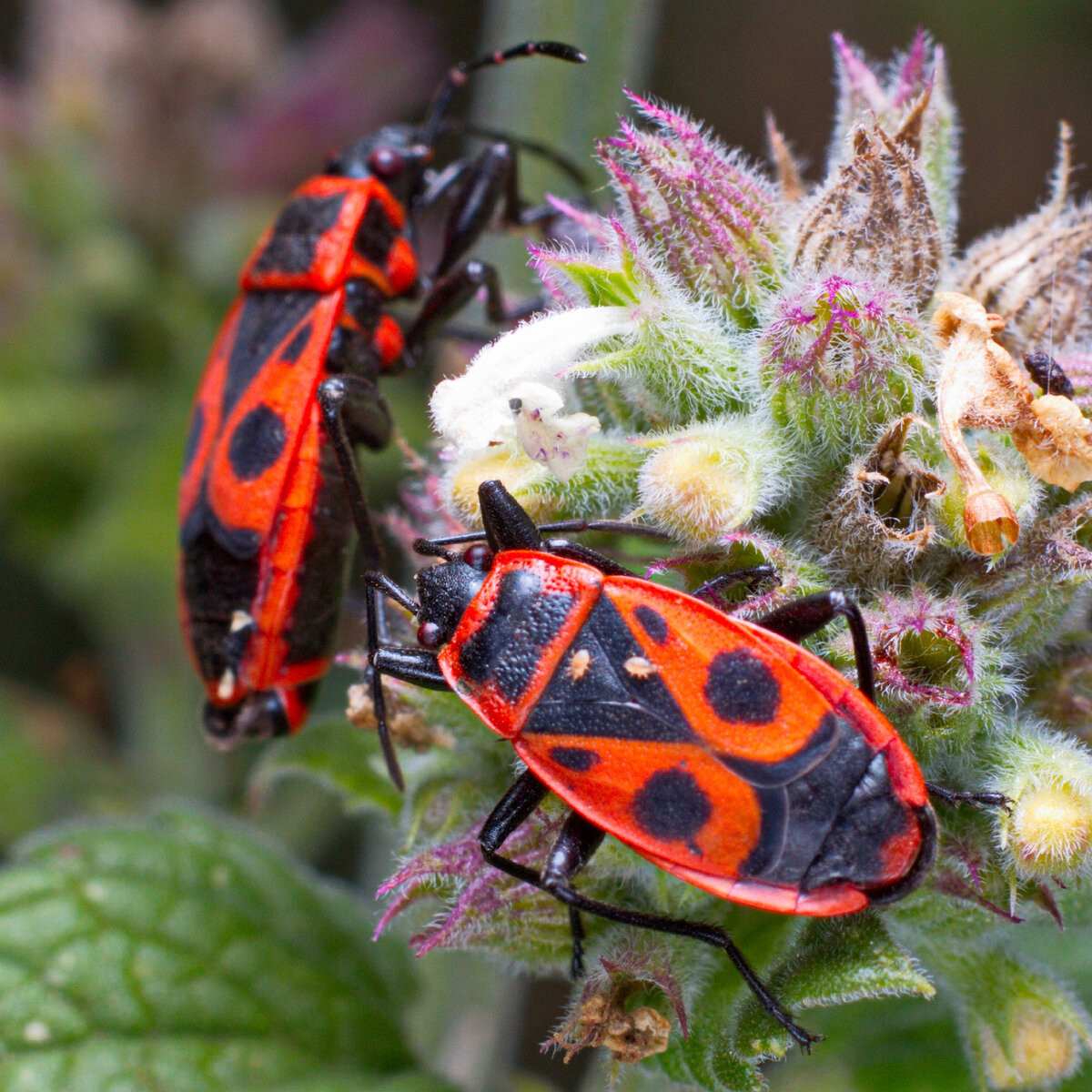 Клоп-солдатик – Pyrrhocoris apterus. Красный клоп солдатик. 19. Pyrrhocoris apterus. Красноклоп название.