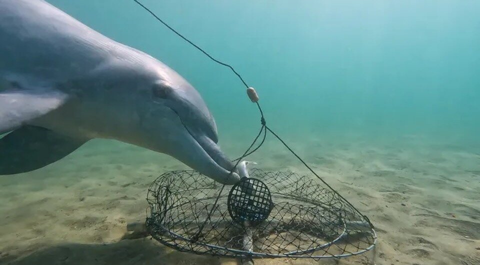   Dolphin Discovery Centre TV / YouTube