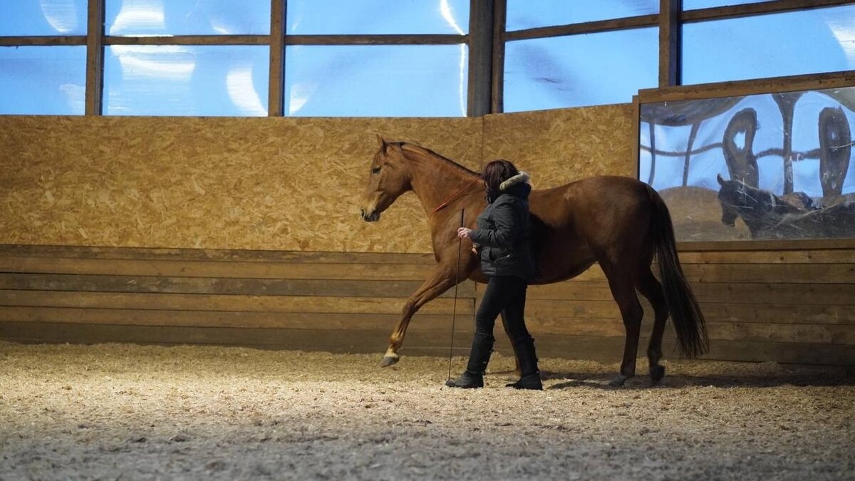 Ольга Отяковская и Джурапка отрабатывают элементы в условиях манежа, но без амуниции.