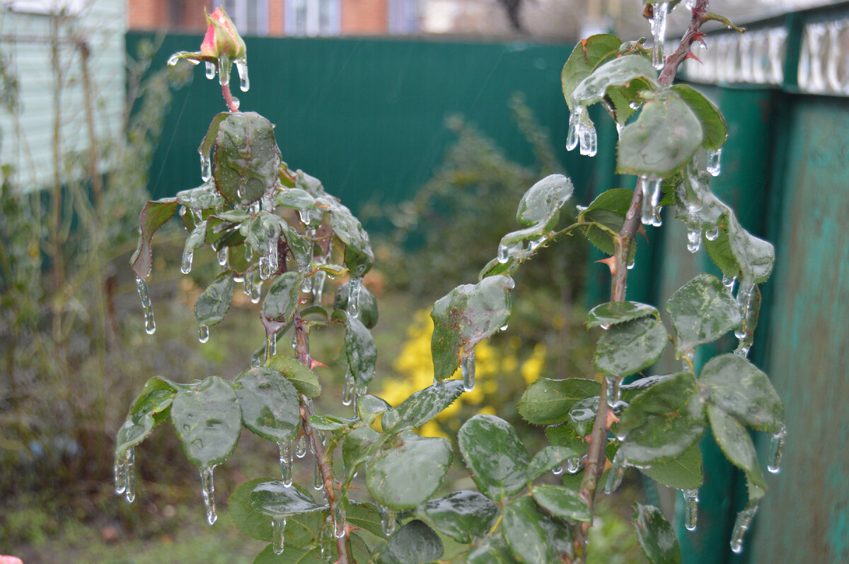 Фото автора. 22.11.2023. Ледяной дождь на Кубани. Роза в ледяном плену.