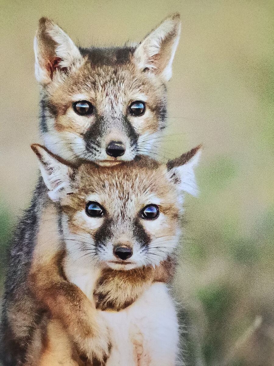 Фотофестиваль дикой природы "Золотая черепаха 2023", Москва, Новая Третьяковка