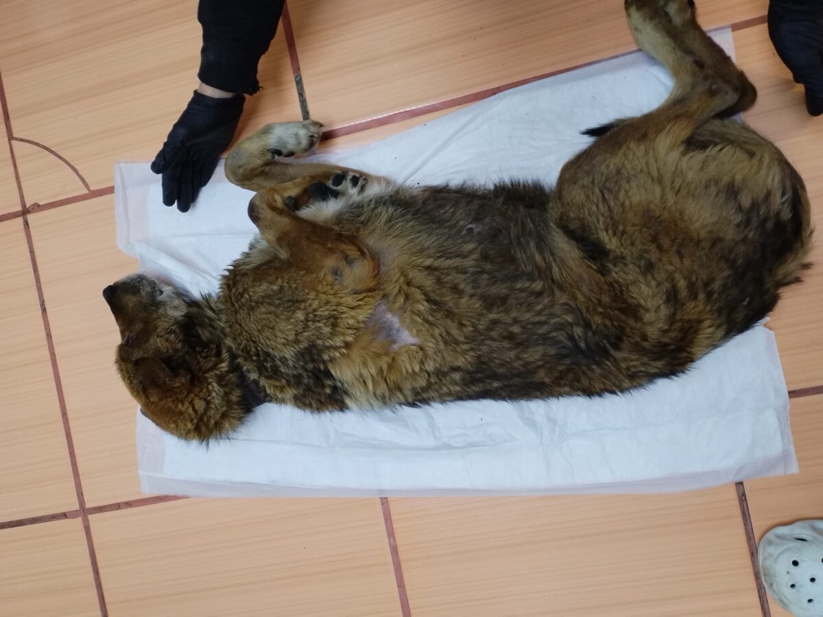 Люди, молим Вас о помощи для собачки...