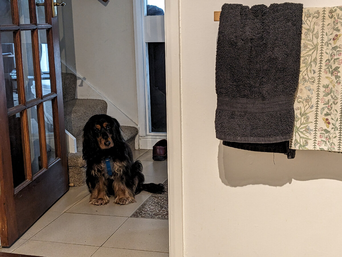 Дейзи. Фото из личного архива 