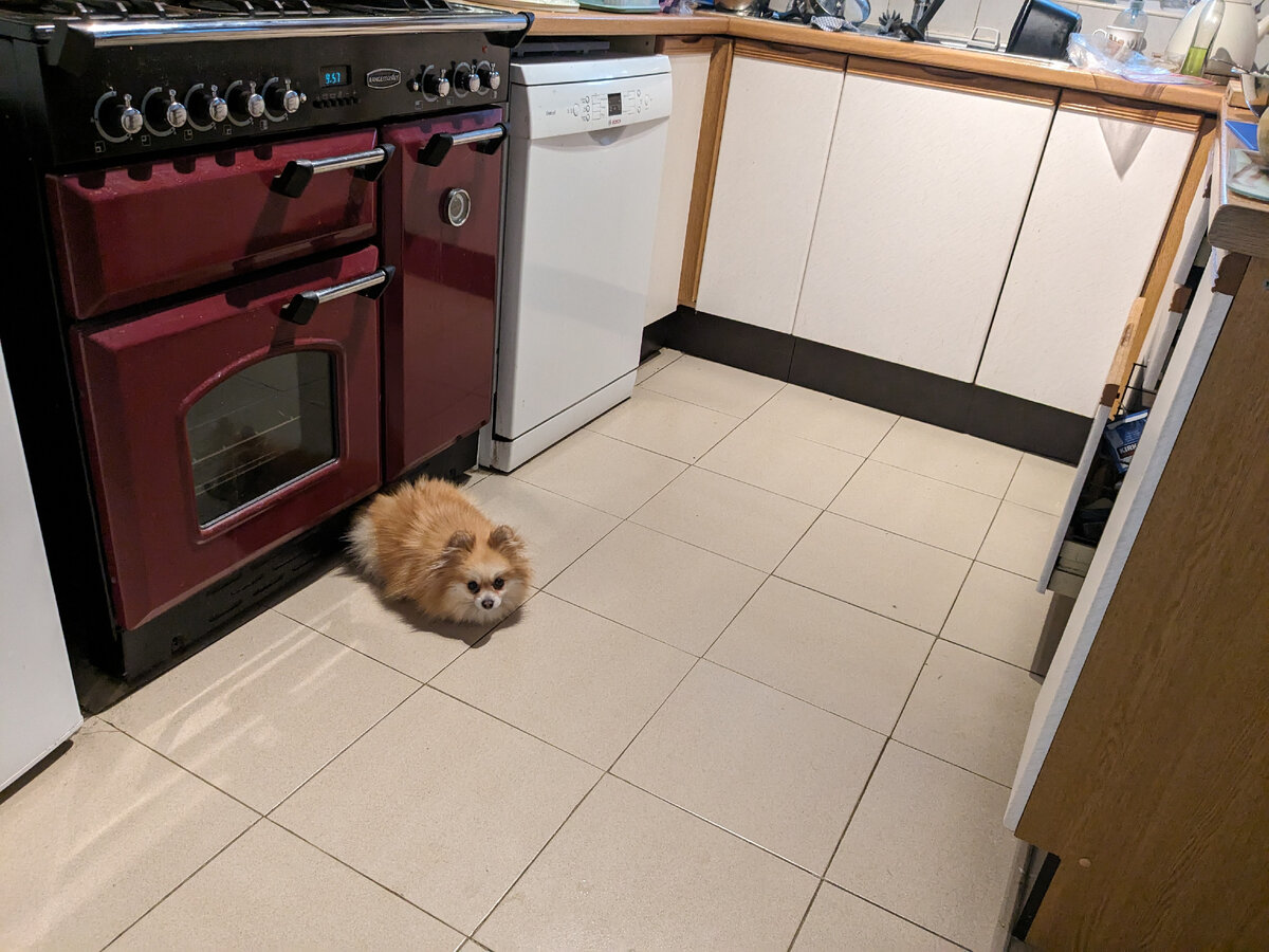 Пеппи. Фото из личного архива 