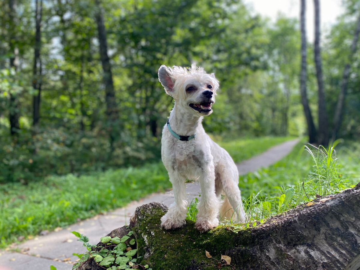 Собака хочет установить контакт и общаться