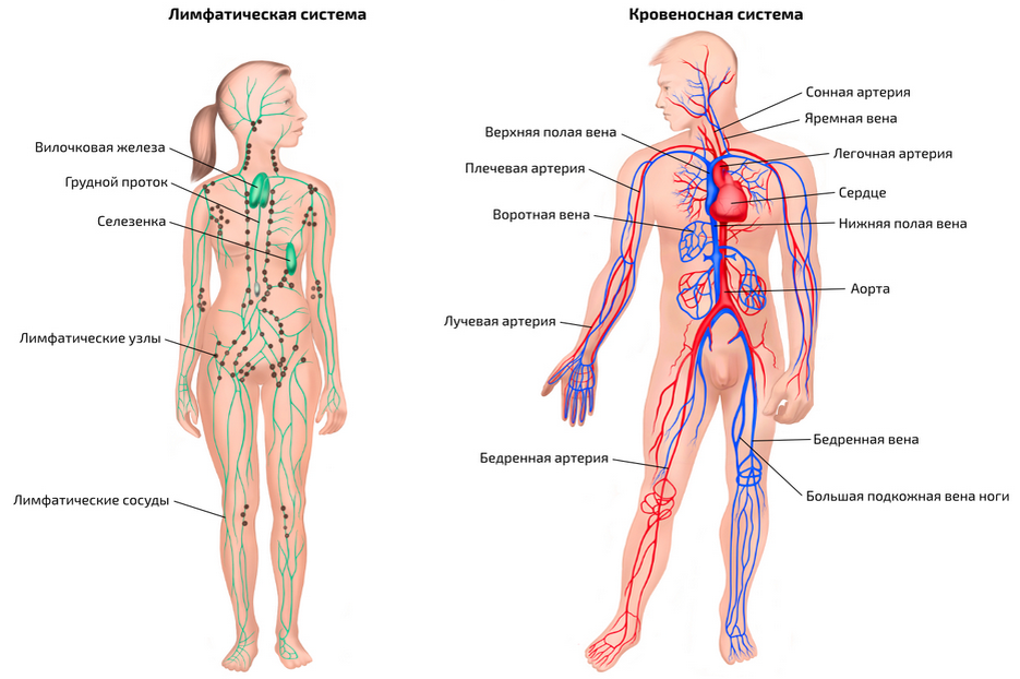 Лимфатические сосуды в организме. Лимфатическая система человека строение и функции схема. Взаимосвязи кровеносной кроветворной и лимфатической систем. Лимфатическая система связь с кровеносной системой. Лимфатическая система человека плакат.