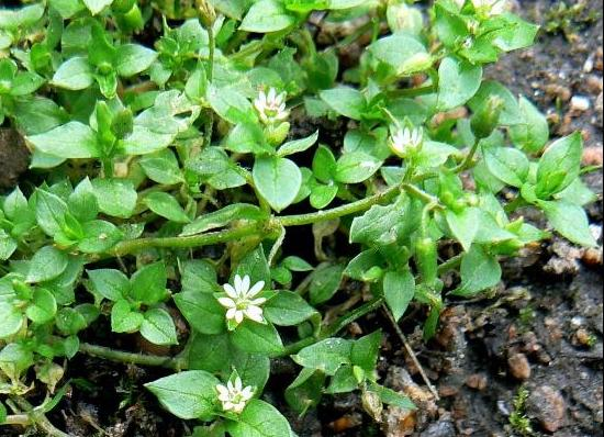 https://eda-priroda.ru/blog/wild_herbs/zvezdchatka-ili-mokritsa-angl-chickweed-starwort