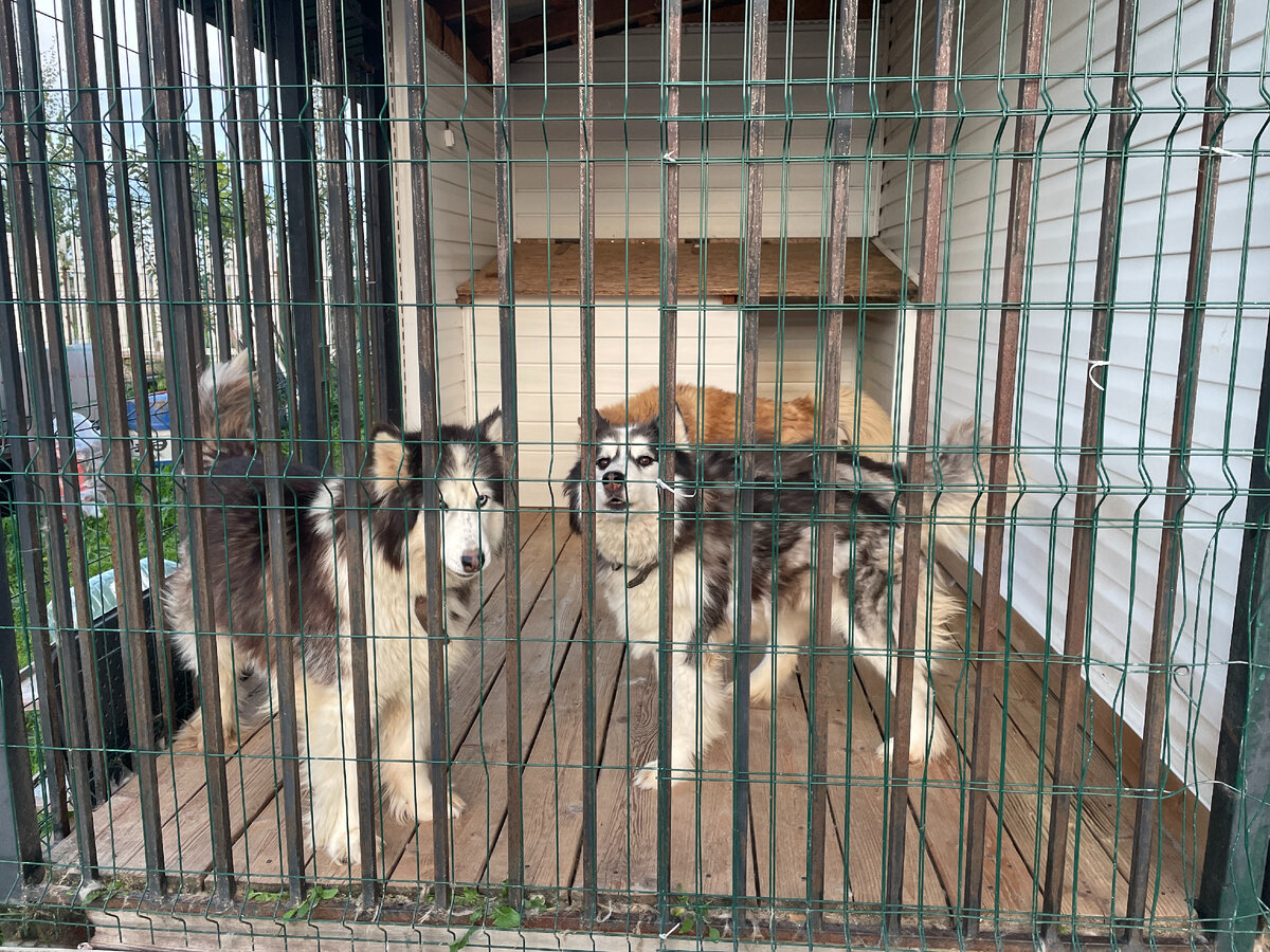 Хаски в вольере у соседки. Не для охраны, просто так живут.