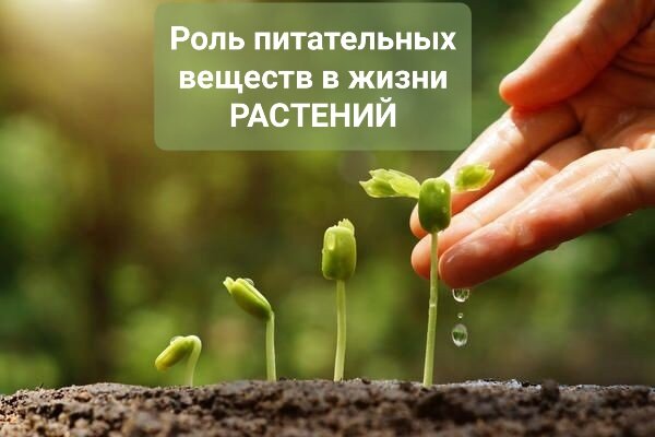  1. Какие элементы питания необходимы для жизни растений? 2. Как питается растение? 3. В каком виде растение усваивает питательные вещества? 4.