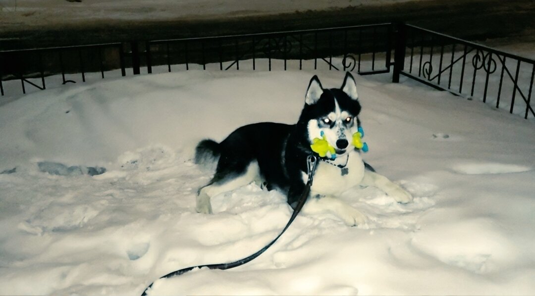 Как правильно воспитывать щенка хаски