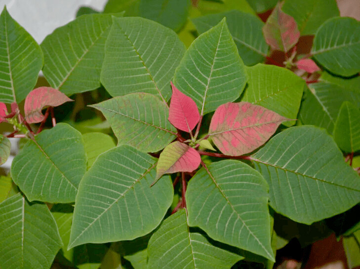 Пуансеттия не краснеет