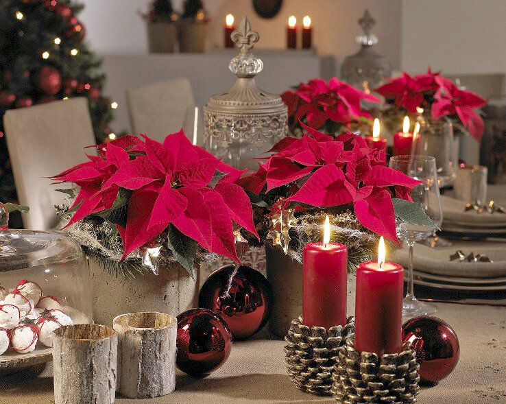 Пуансеттия "Рождественская звезда"