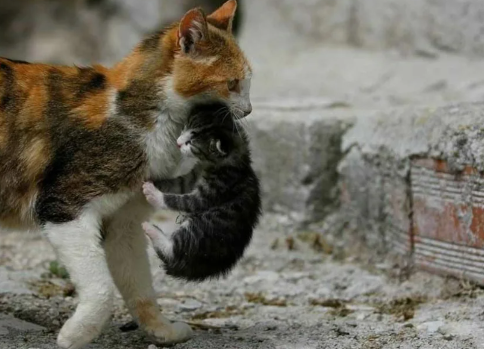 Кота за холку. Кота за холку. Кошка тащит котенка. Кота держат за шкирку. Кошка несет котенка.